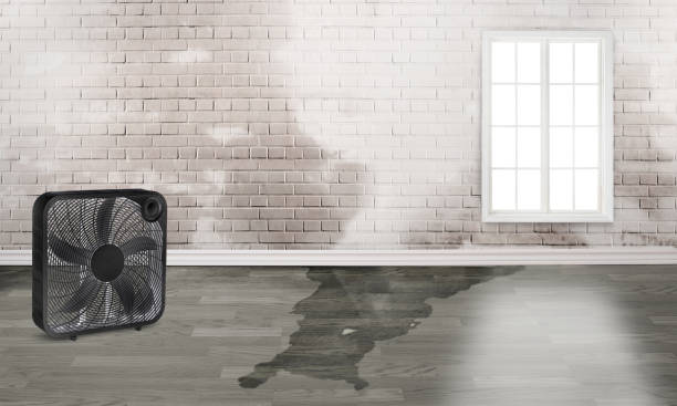 Best Local water damage restoration  in Park City, UT